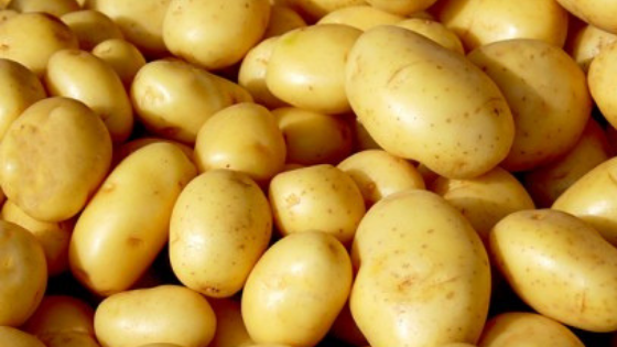variedades de batata - batata agata - Teqma