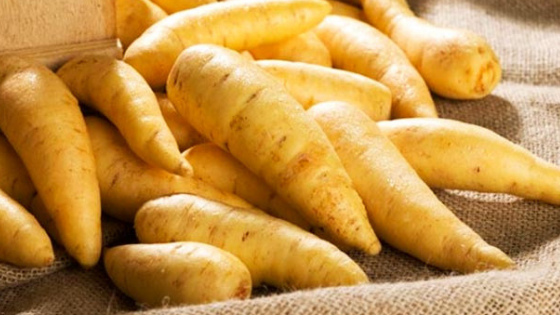 variedades de batatas - batata baroa - Teqma